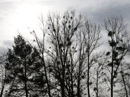 2020-lakefleischessen-24